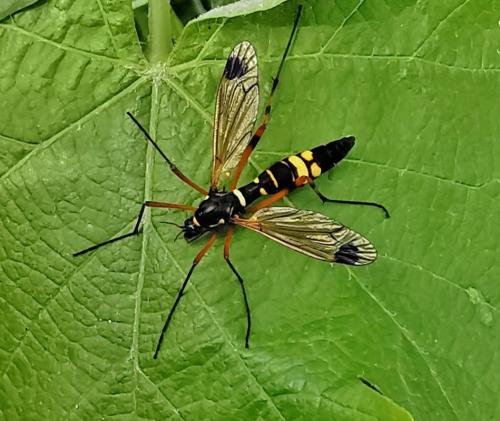 Ctenophora festiva